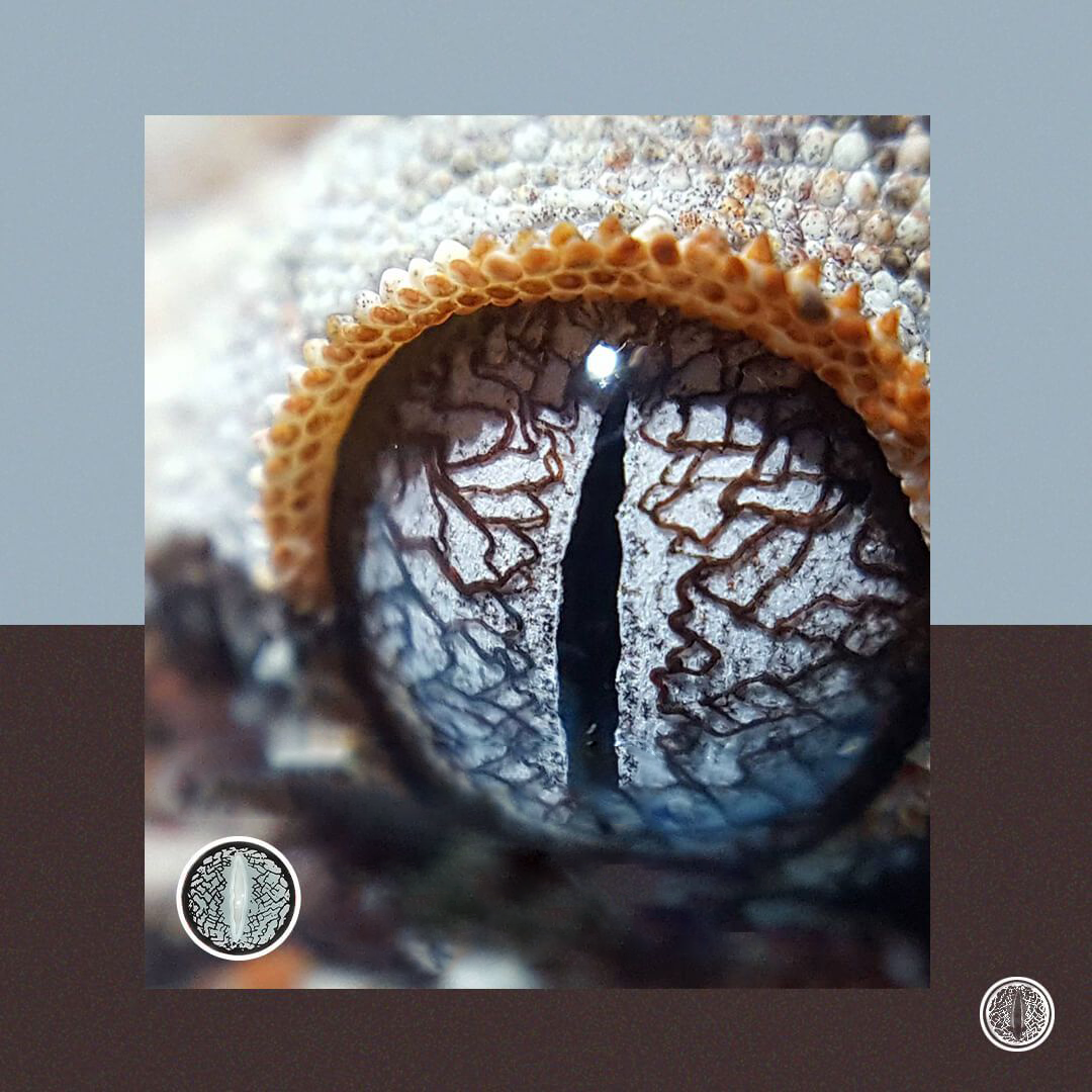 Halloween LizardEye Sliver Colored Contact Lenses