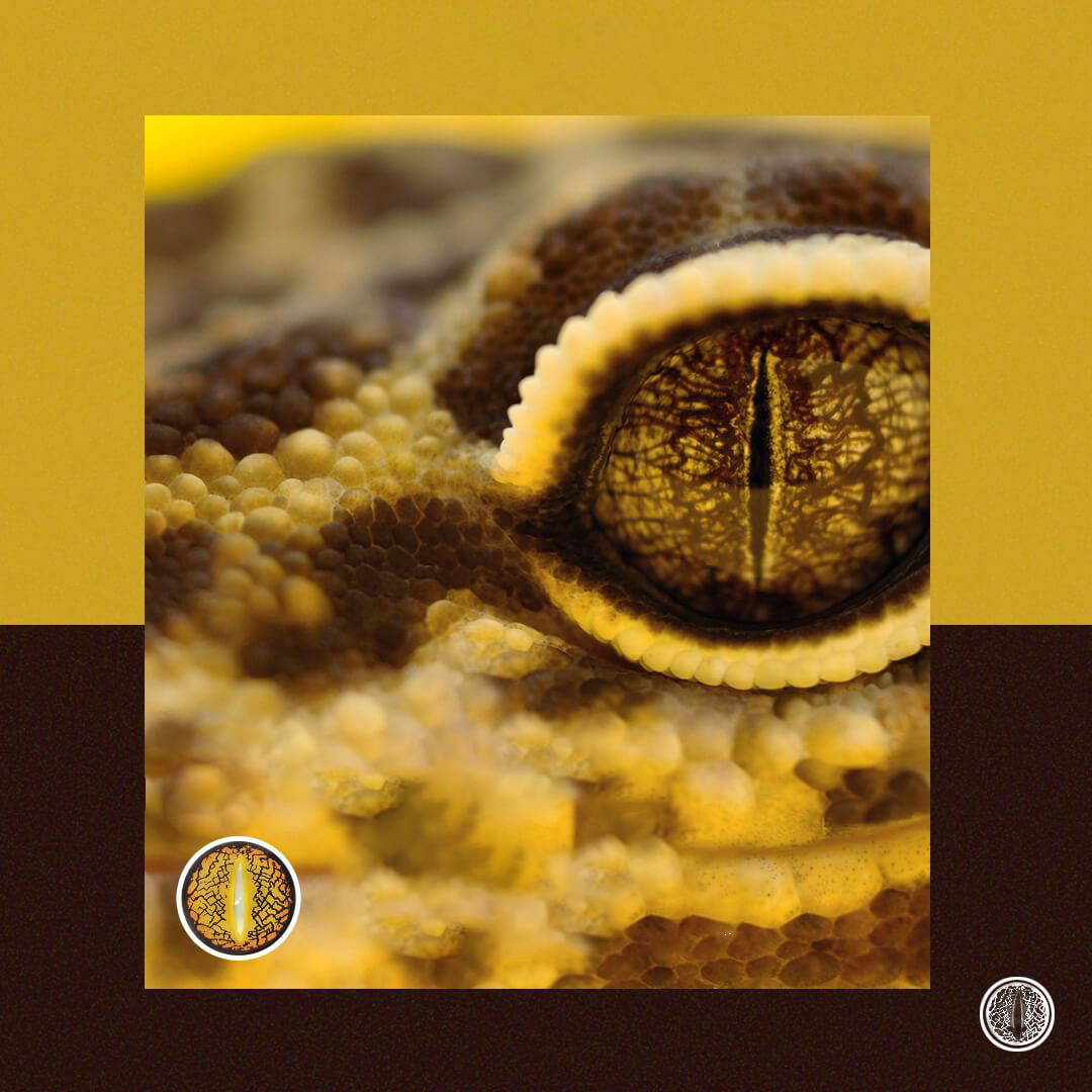 Halloween LizardEye Brown Colored Contact Lenses