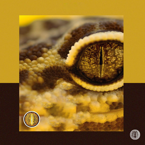 Halloween LizardEye Brown Colored Contact Lenses